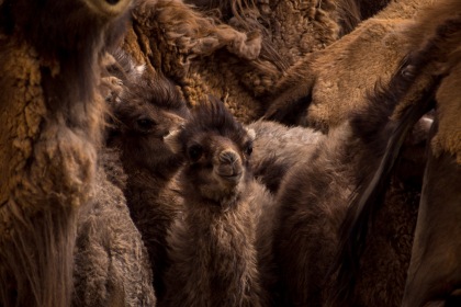 Baby Bactrian Camels
