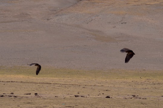 Huge vultures scared from a carcas .