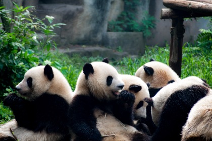 The pandas are completely focused on eating. They don't even move they're heads to see where the bamboo is they just grope at the pile hoping to pidk something up while they still eating