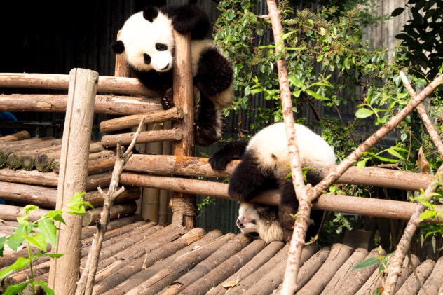The panda cubs were hilariously. Seeing these guys climb and wrestle explains why there are so few left in the wild.