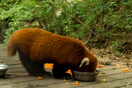 A red panda having lunch.